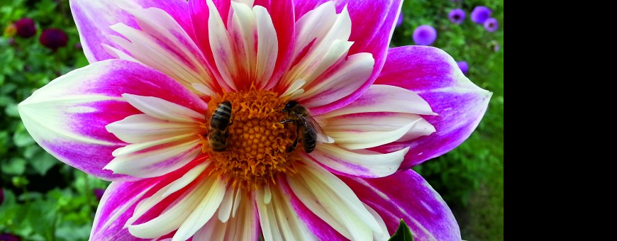 Онлайн-курс лекций ИМКС ( ЛИК) в формате вебинаров (начало 19 июля) Живой семинар-тренинг в Бургасе (Болгария) с 20 июля по 4 июля