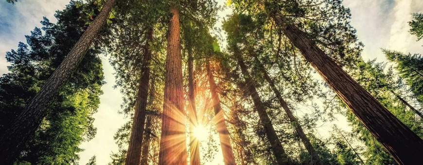 Акция до 15 января на АМБ3 и Пандора-Плант